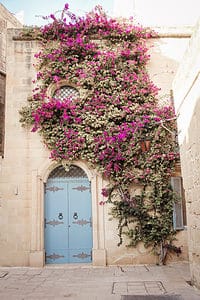 A light blue double door framed by blooming purple bougainvillea climbing up a stone wall in Mdina, Malta.