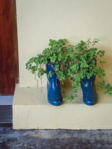 Plants growing out of boots at hotel