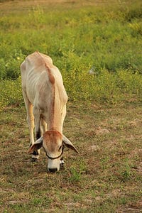 Caribou in the Philippines