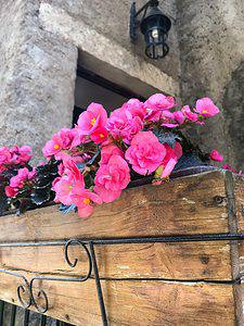 pink begonias in a flower box
