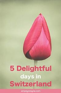 tulip