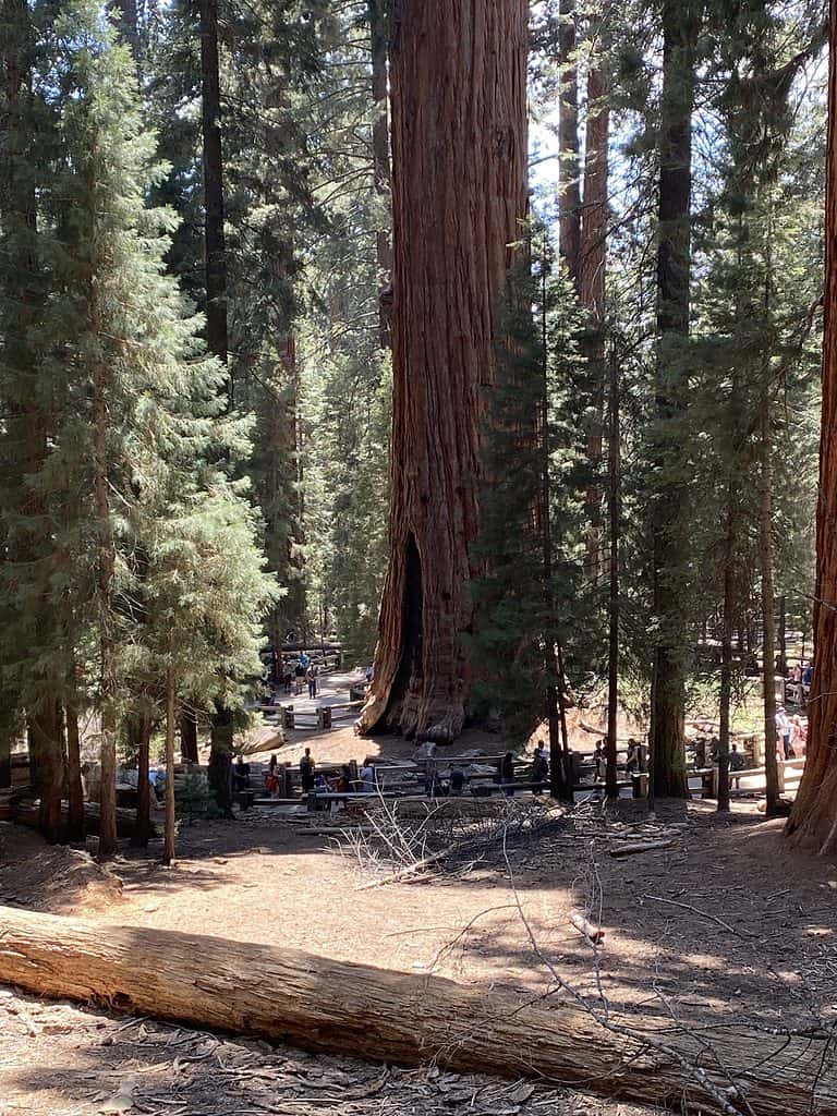 General Sherman tree in Sequoia National Park