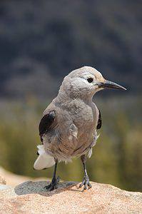 Bird in Rocky Mountain National Park