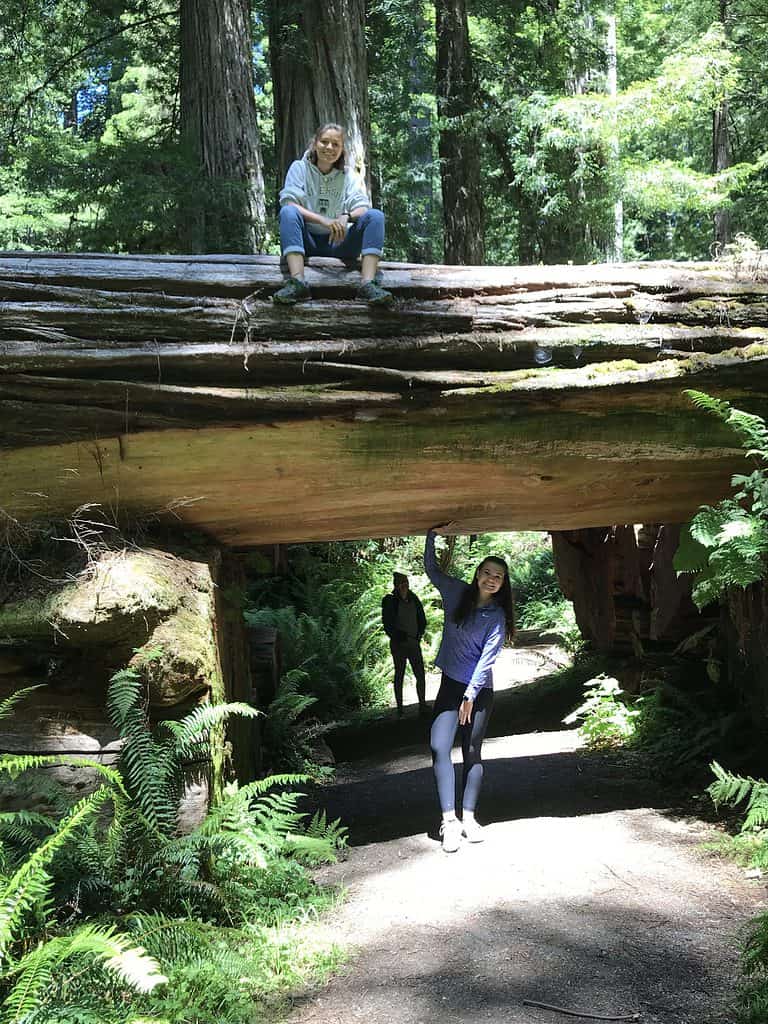 Downed tree in the Redwood forest