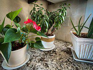 Things to do before leaving on vacation water plants
