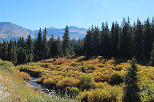A mountain valley filled with evergreens, open meadows, and a small stream under a bright summer sky, perfect for a guide to things to do in breckenridge.