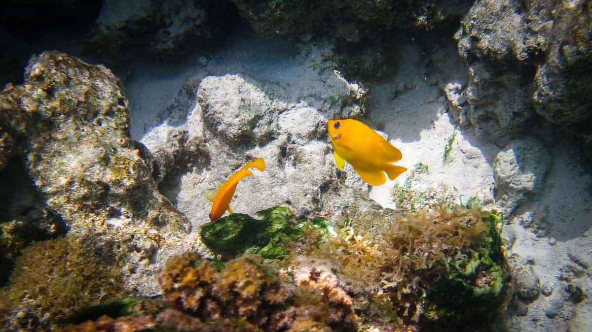 25 Pros and Cons of a Full Face Snorkel Mask for Tropical Snorkel Spots