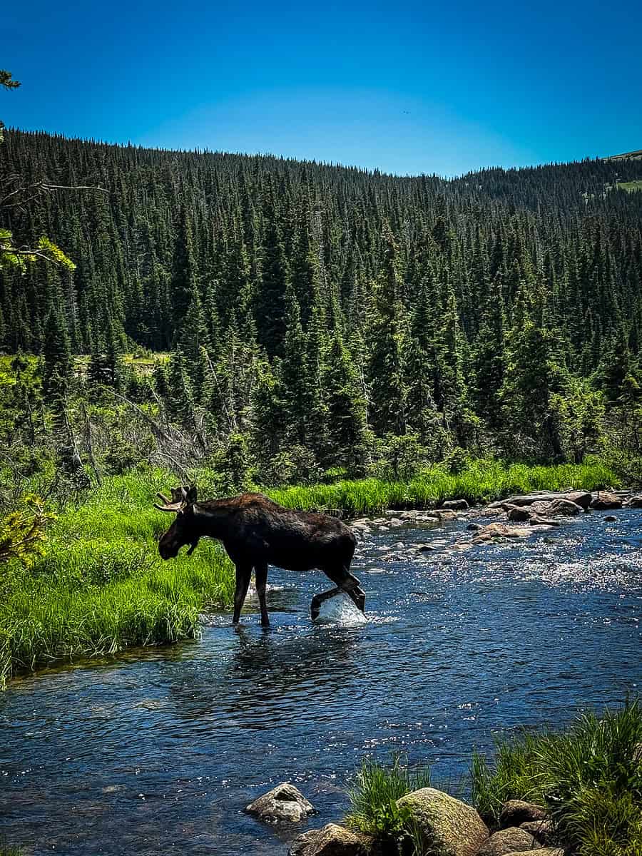 20240727 Brainard 2227 Moose crossing a mountain stream in Rocky Mountain National Park highlighting the need to watch for wildlife when driving through mountains in Colorado
