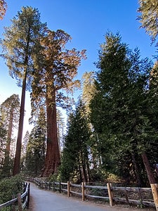 General Grant sequoia tree in Grant Grove of Kings Canyon National Park