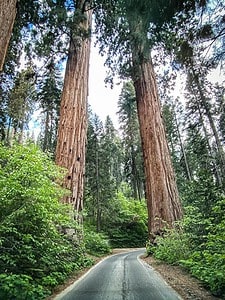 Sequoia National Park and giant trees that you can drive between.