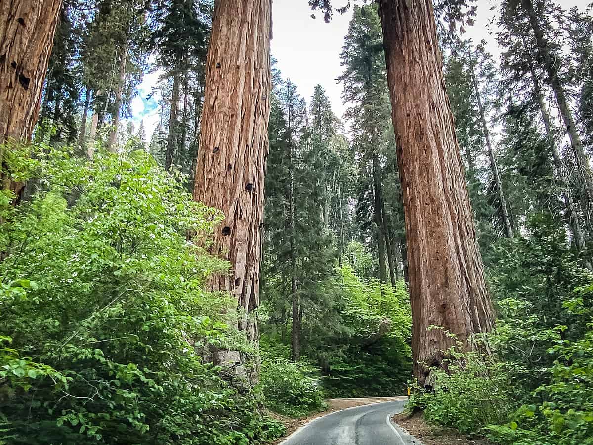 A narrow forest road winding between two massive redwood trees, highlighting super things to do in Sequoia National Park.