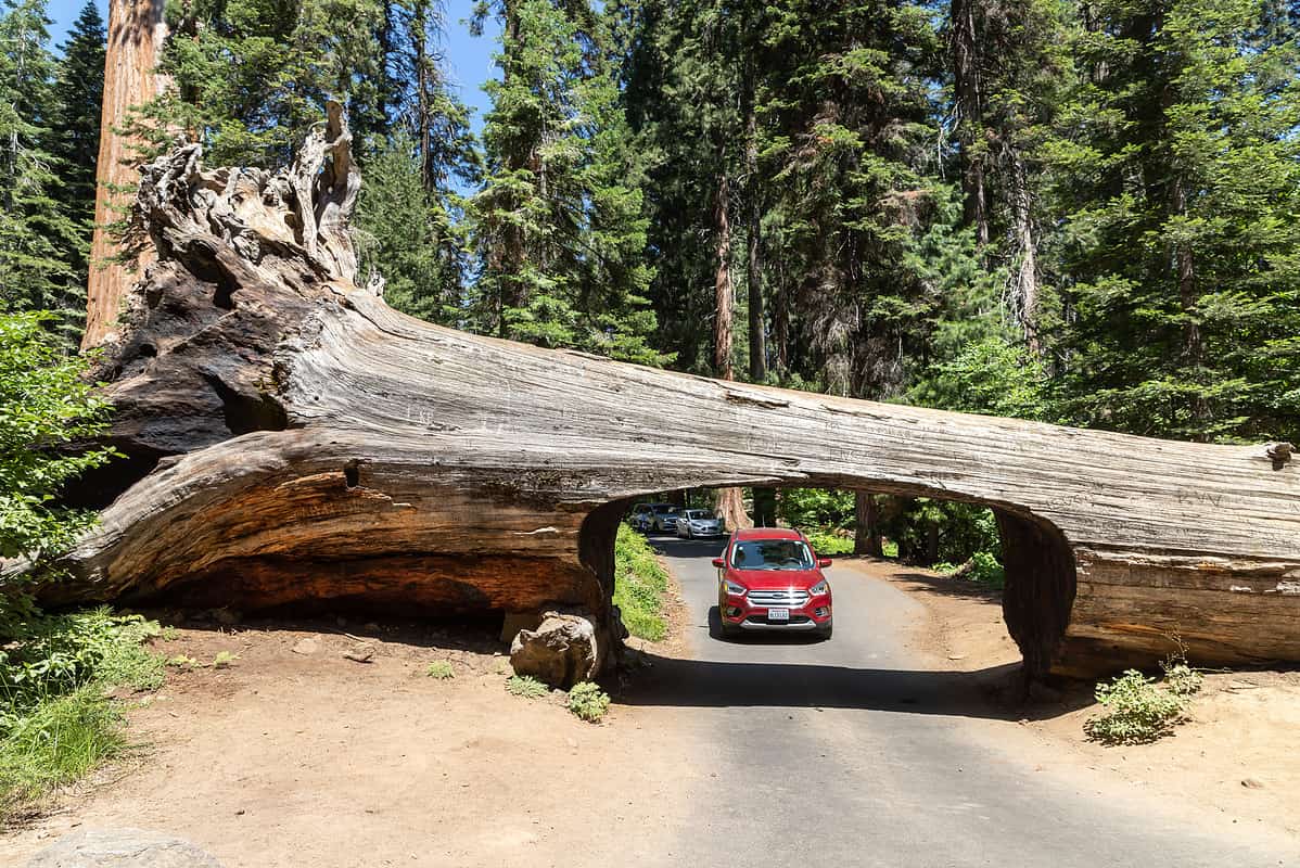 Tunnel Log in Sequoia National Park with a red car driving through.