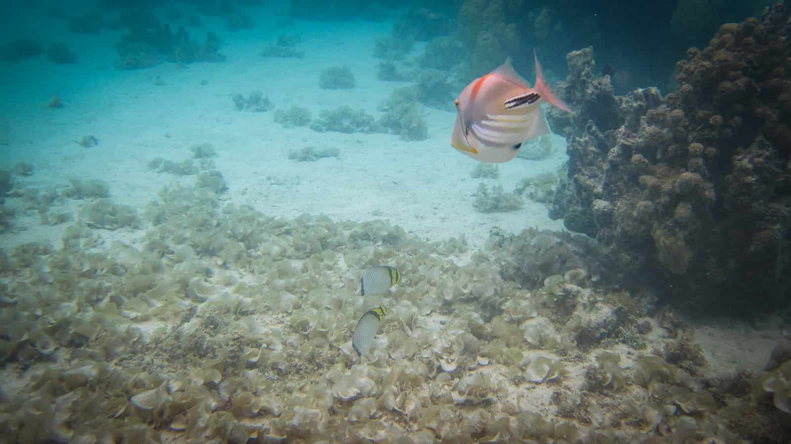 25 Pros and Cons of a Full Face Snorkel Mask for Tropical Snorkel Spots
