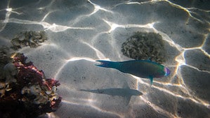 Colorful blue green and purple fish underwater in Tahiti