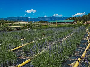 Lavender field at the Colorado Mountain Lavender farm in Cotopaxi.