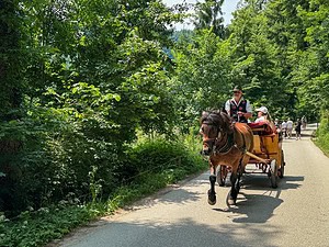 Horse-drawn carriage ride around Lake Bled in Slovenia.