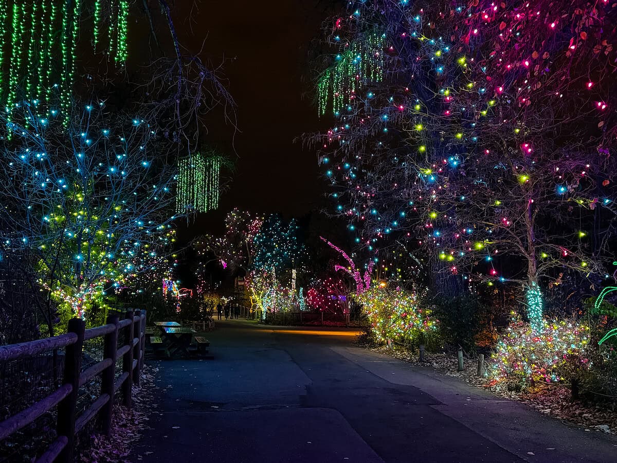 20251123 zoolights 8880 Trees lit up with millions of twinkle lights at the Denver Zoo Lights.