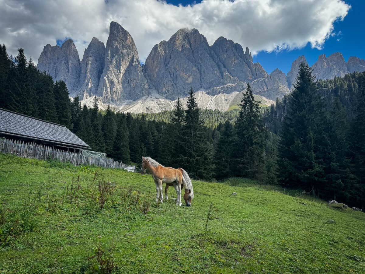 20260823 besthikesinthedolomites 2369 A horse grazes in an alpine pasture below the jagged spires of the Geisler/Odle peaks near an alm hut.