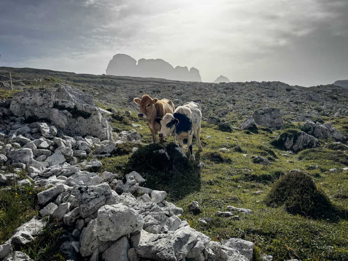 Brown cow & black-and-white calf grazing on a rocky meadow with mountains silhouetted behind them in the Dolomites.